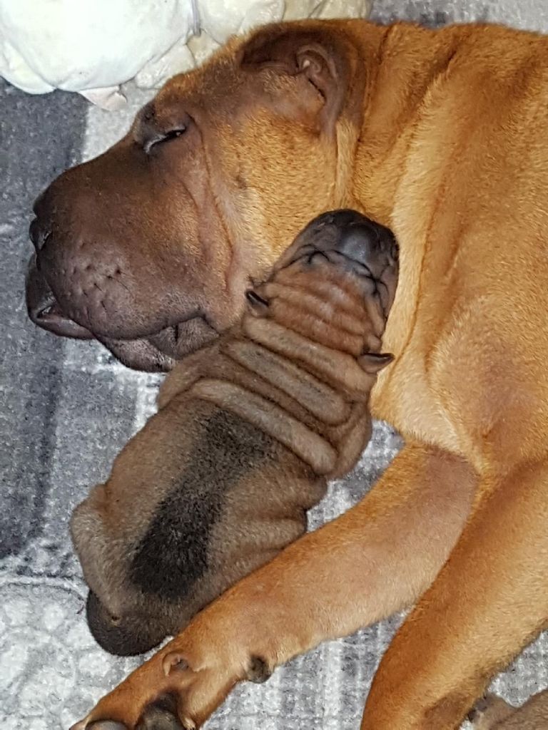 des Ming Way - Shar Pei - Portée née le 01/06/2018