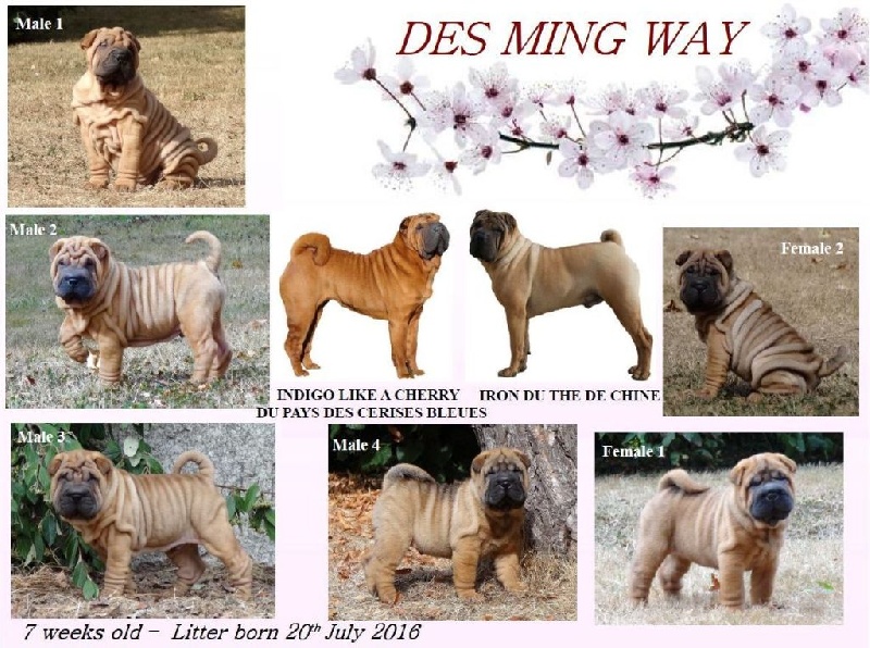 des Ming Way - Shar Pei - Portée née le 20/07/2016