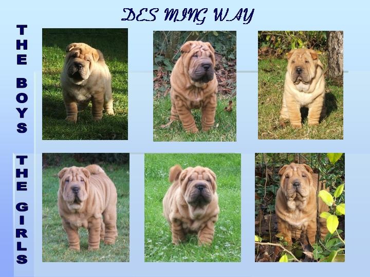 des Ming Way - Shar Pei - Portée née le 08/11/2011