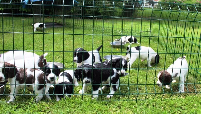 du clos Picavet - English Springer Spaniel - Portée née le 21/05/2015