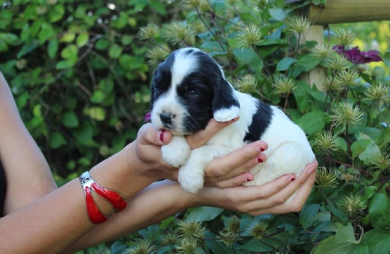 du clos Picavet - English Springer Spaniel - Portée née le 13/07/2016