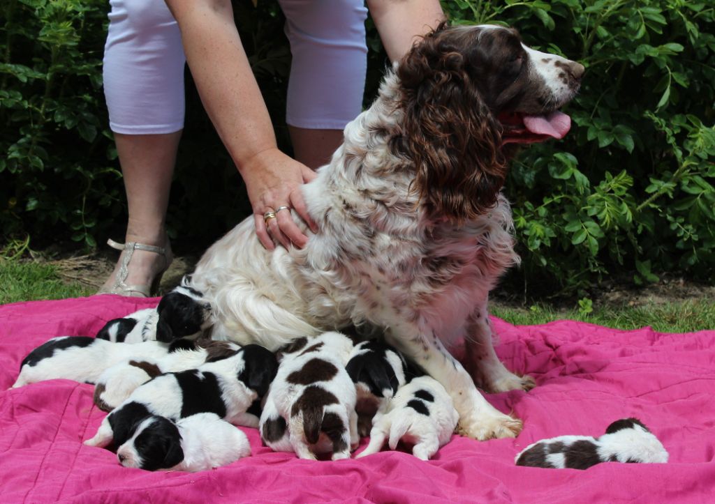 du clos Picavet - English Springer Spaniel - Portée née le 02/06/2018