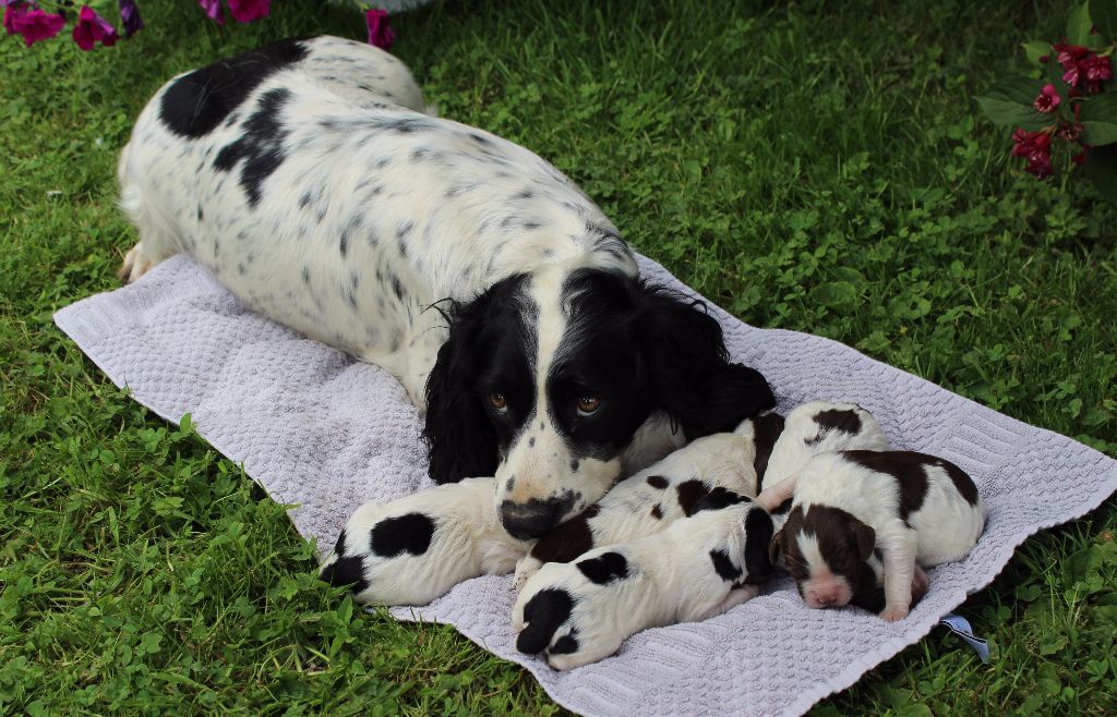 du clos Picavet - English Springer Spaniel - Portée née le 23/05/2017