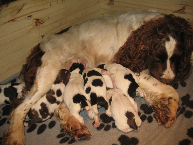 du clos Picavet - English Springer Spaniel - Portée née le 12/12/2011