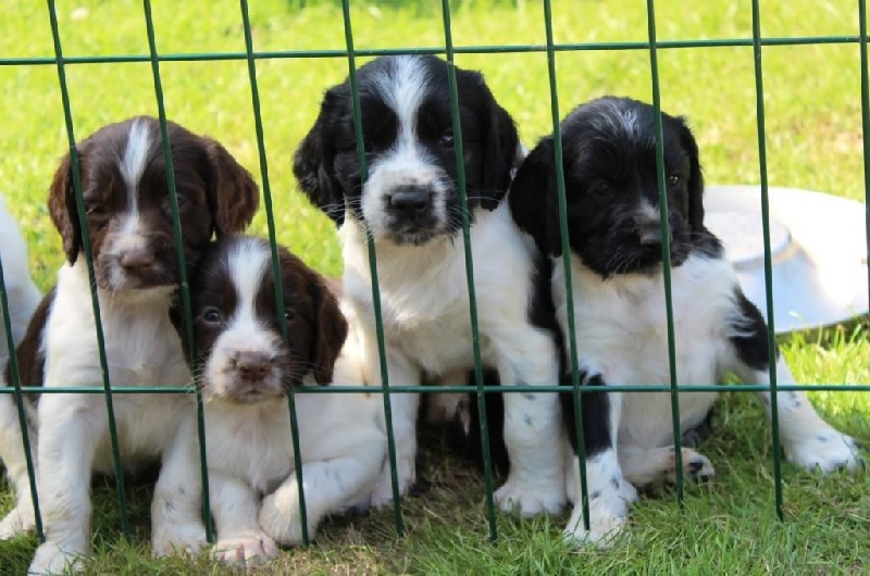 du clos Picavet - English Springer Spaniel - Portée née le 09/08/2014