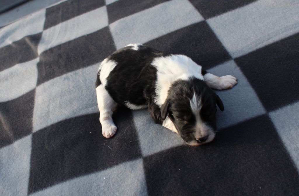 du clos Picavet - English Springer Spaniel - Portée née le 11/03/2020