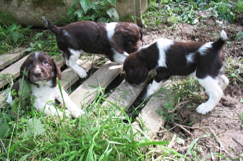 du clos Picavet - English Springer Spaniel - Portée née le 06/05/2012