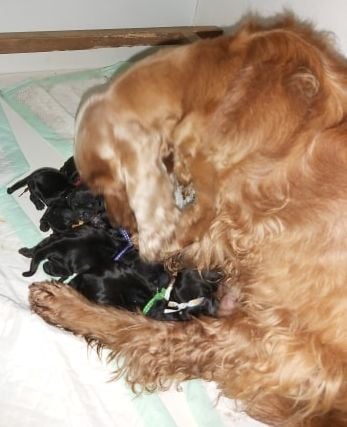 Chiot Cocker Spaniel Anglais d'Artenset