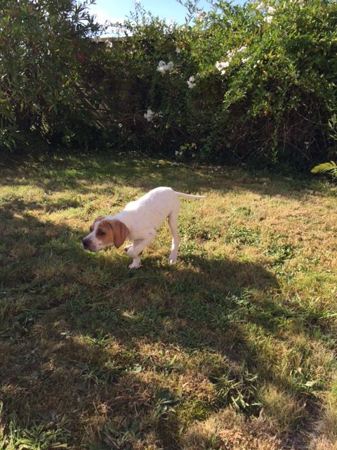 de la Sauvignere - CHIOT FUREUR ALEC A L ARRET