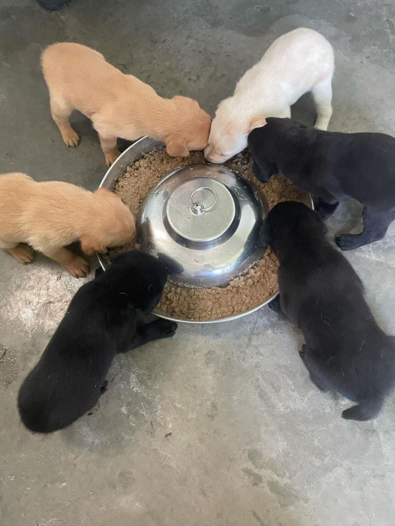 CHIOTS DE PRALINE ET SAUMUR