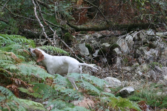 de la Sauvignere - PREMIERE SORTIE CHASSE BECASSEPOUR LES CHIOTS