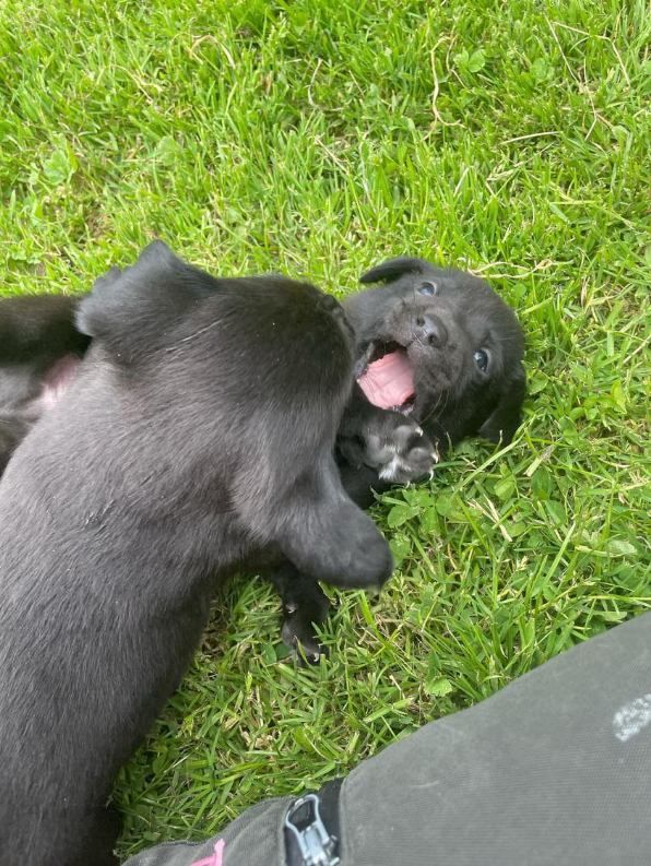 CHIOTS DE PRALINE ET SAUMUR