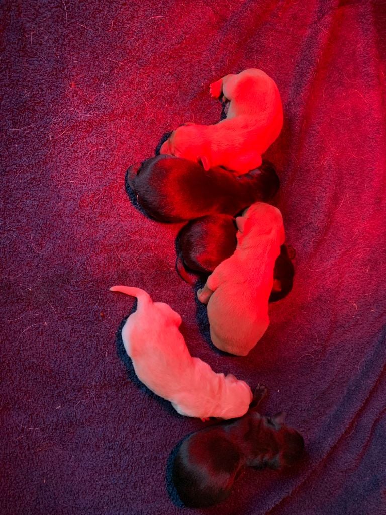 de la Sauvignere - NAISSANCE 6 CHIOTS 