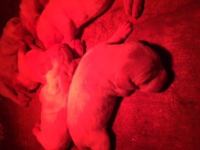 de la Sauvignere - naissance de 6 chiots