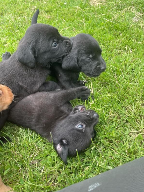 de la Sauvignere - Chiots disponibles - Labrador Retriever