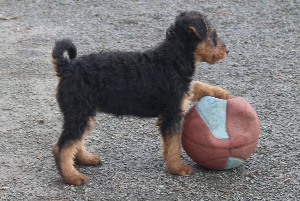 du Domaine de Souvigny - Chiots disponibles - Airedale Terrier