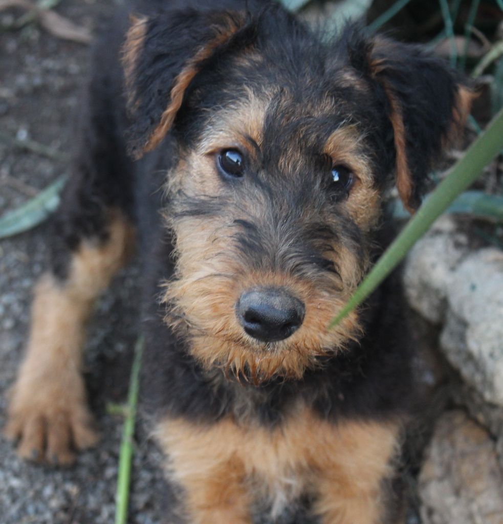 du Domaine de Souvigny - Chiots disponibles - Airedale Terrier