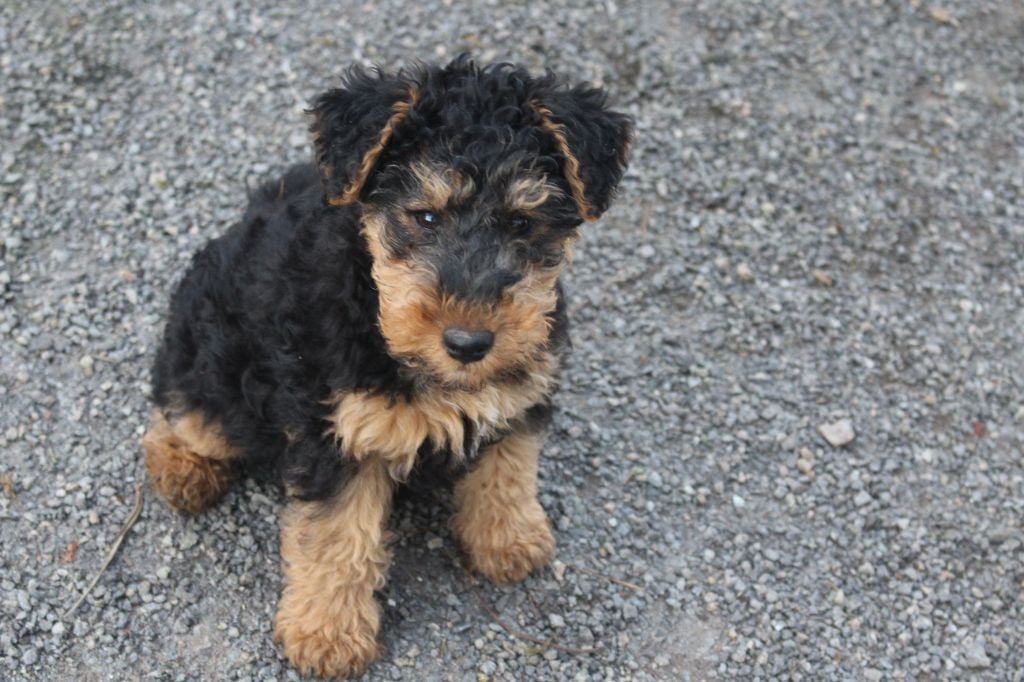 du Domaine de Souvigny - Chiots disponibles - Welsh Terrier