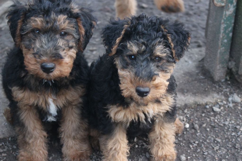 du Domaine de Souvigny - Chiots disponibles - Welsh Terrier