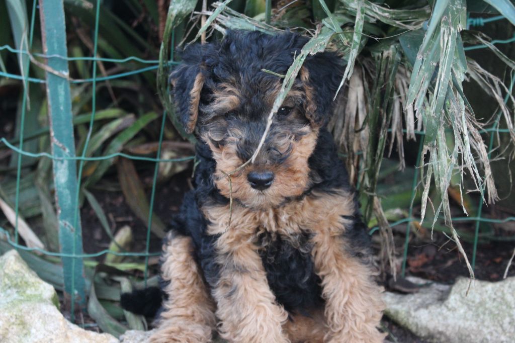 du Domaine de Souvigny - Chiots disponibles - Welsh Terrier