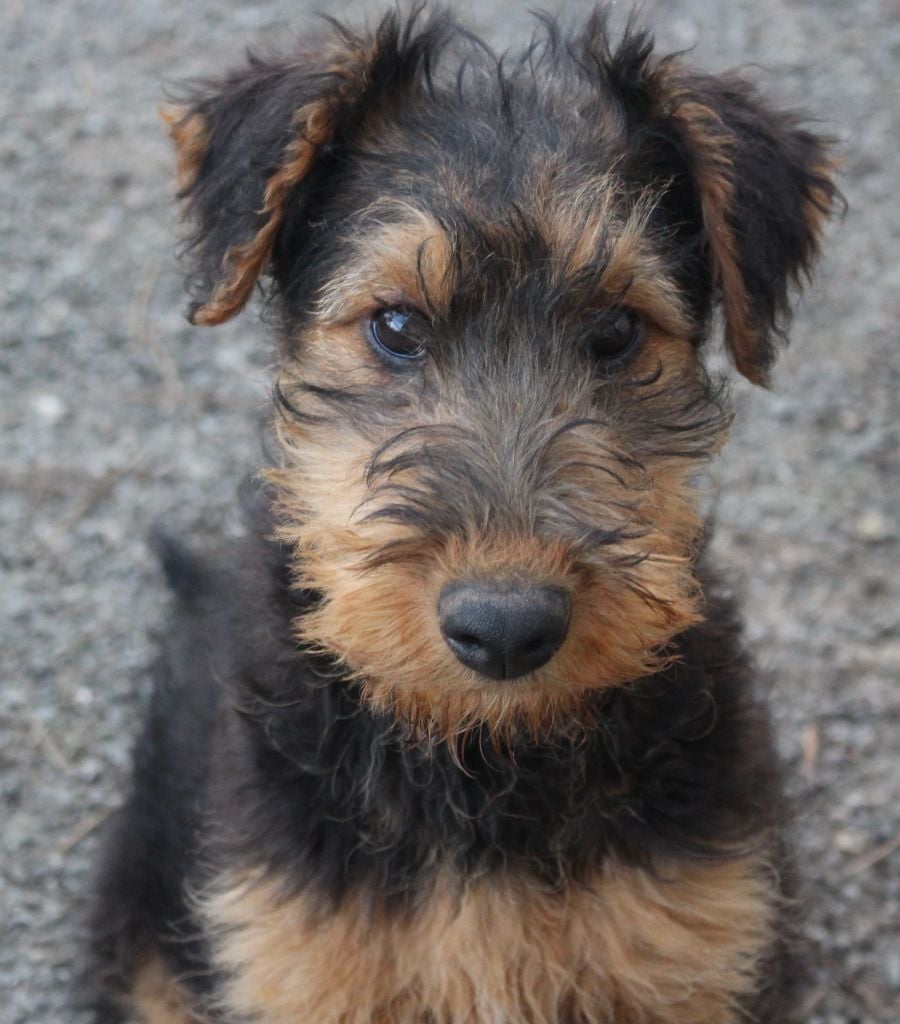 du Domaine de Souvigny - Chiots disponibles - Airedale Terrier