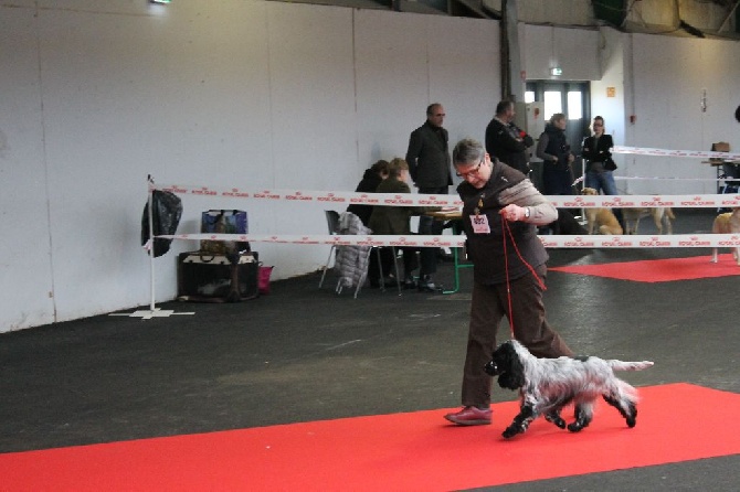 de la Belle Andrine - EXPOSITION IB de ROUEN 3 décembre 2016