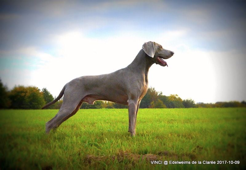 de l'Eminence Grise - Kara est gestante, chiots attendus pour le 20 Octobre