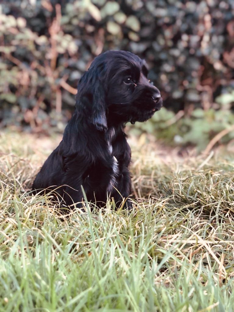 des collines de l'Izars - chiots femelles