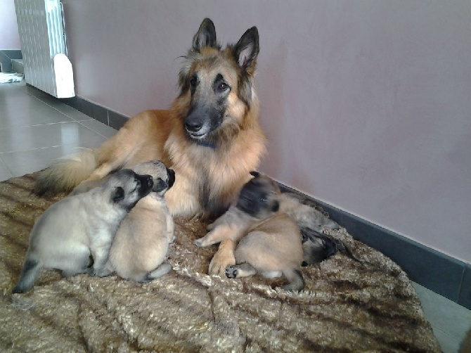 de la Harde aux sept Collines - Hola et ses chiots