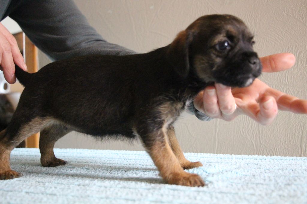 de la Source Riante - Chiots disponibles - Border Terrier