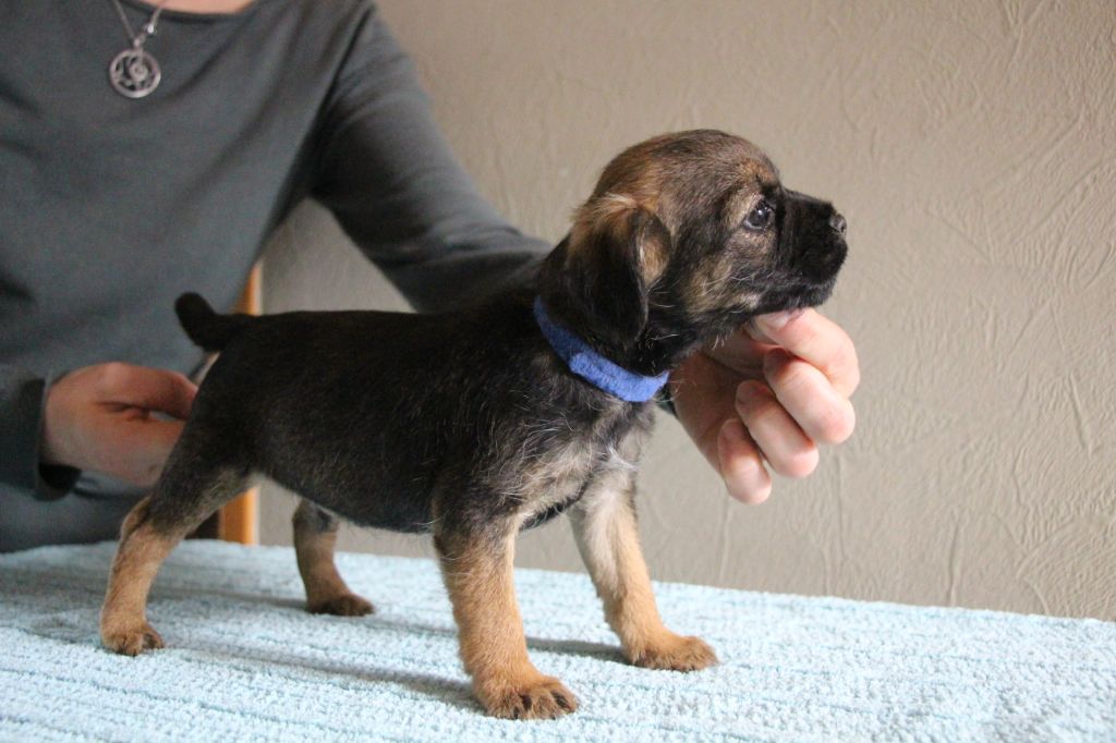 de la Source Riante - Chiots disponibles - Border Terrier