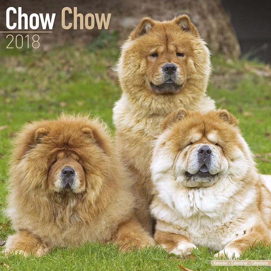 du clos des parrots - le calendrier  CHOW- CHOW  2018