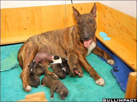 Chiot Bull Terrier Bullimpact