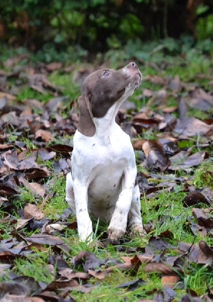 Chiot Braque français, type Pyrenees (petite taille) du plateau des capucins