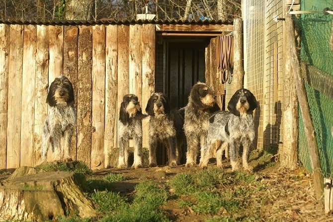 du chataignier du diable - Des chiots ? Mais quels chiots ??? 