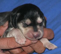 CHIOT