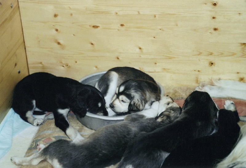 de l'Ile de Saluki - Saluki - Portée née le 14/04/2002