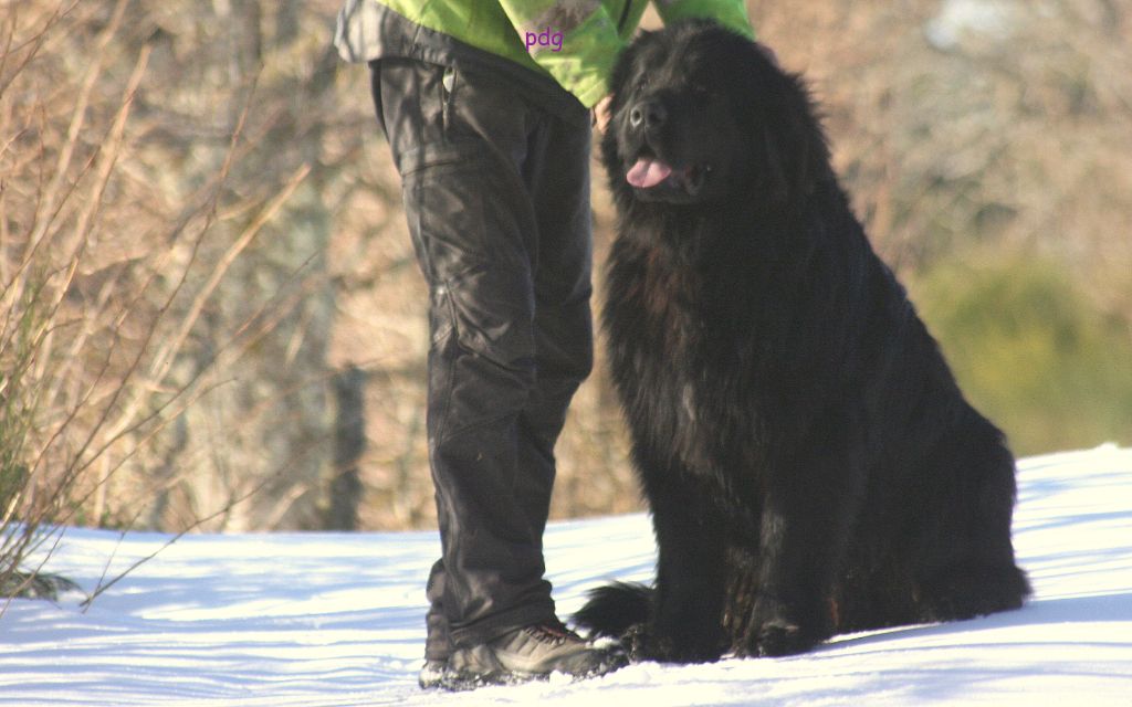 du Pas de Gargantua - Chiots disponibles - Terre-neuve