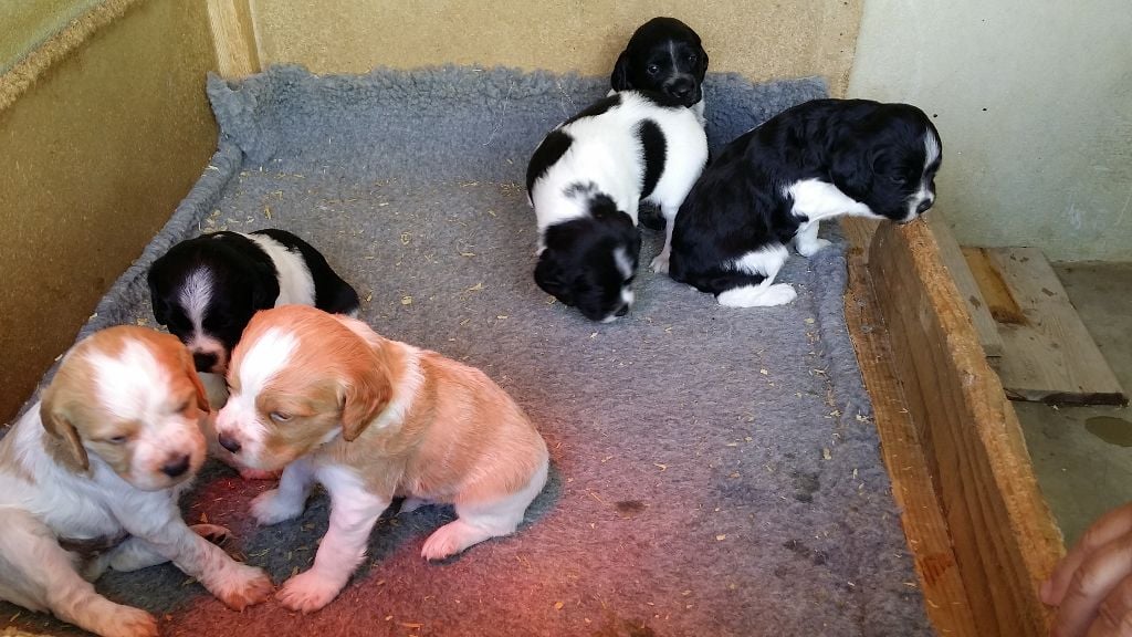 du Tucoulet - 6 CHIOTS DISPONIBLES