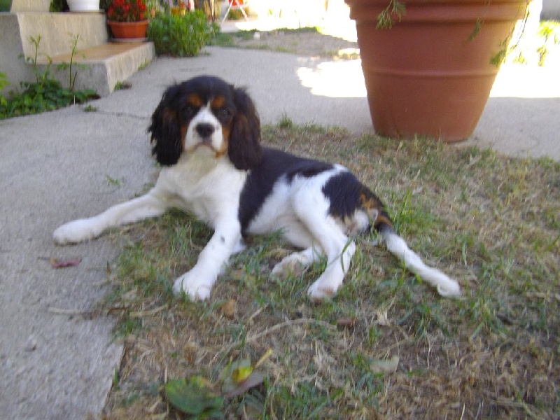 des cigales vaunageoles - Cavalier King Charles Spaniel - Portée née le 25/05/2015