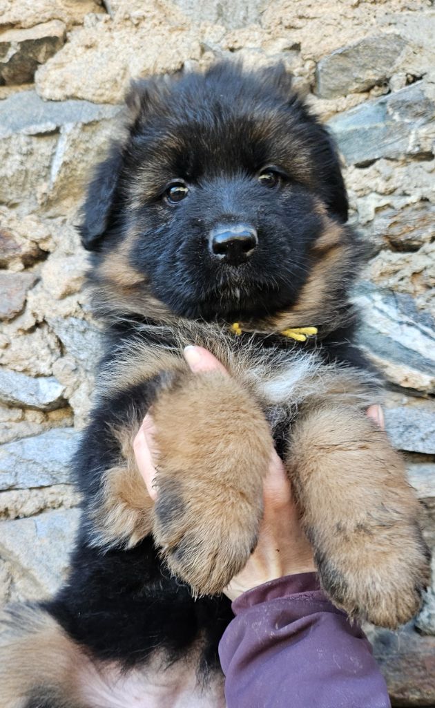 Très jolie femelle disponible ! 