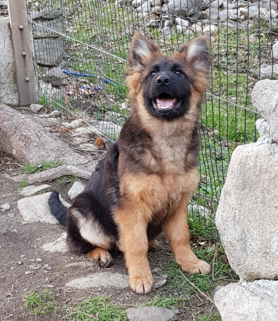 Chiot Berger Allemand Poil Long du chalet des crocs blancs