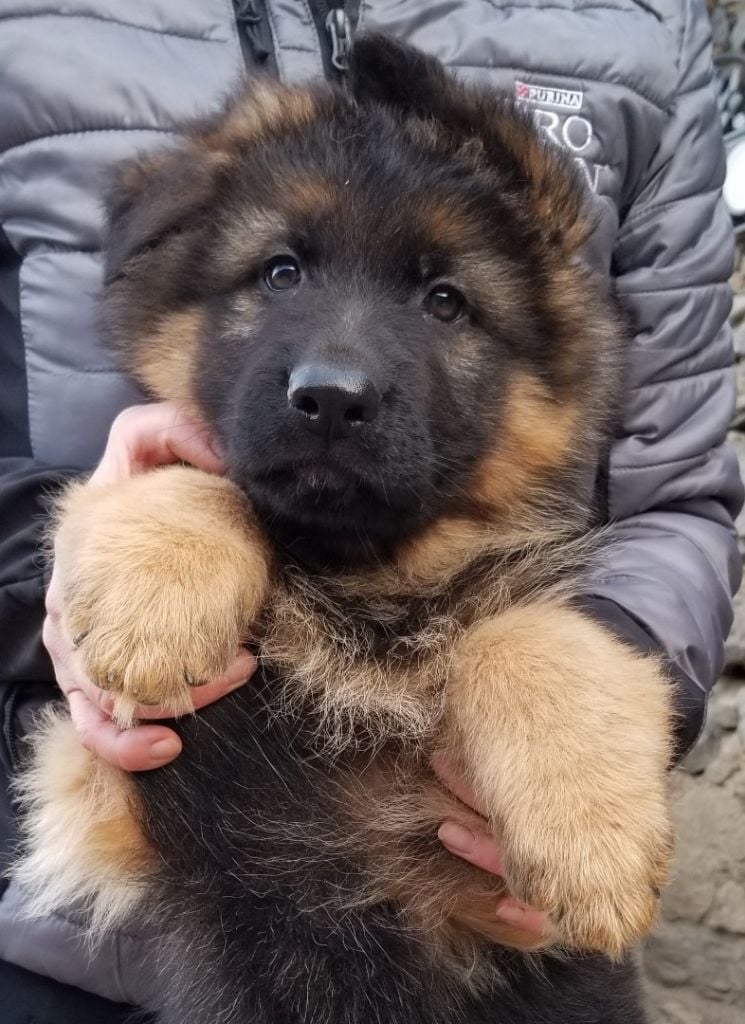 Chiot Berger Allemand Poil Long du chalet des crocs blancs