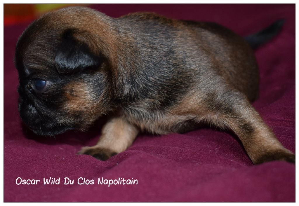 du Clos Napolitain - Chiots disponibles sur rubrique griffon belge