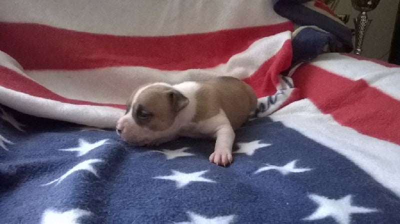 Xzipit's - Chiots disponibles - American Staffordshire Terrier