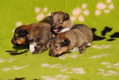 des Diablotins de Nooch - Création de l'album photos des bébés d'Ambre Blonde et Limbunya Orion