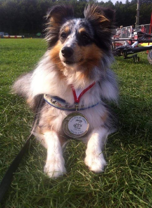 des Diablotins de Nooch - Agility by night - Luxembourg