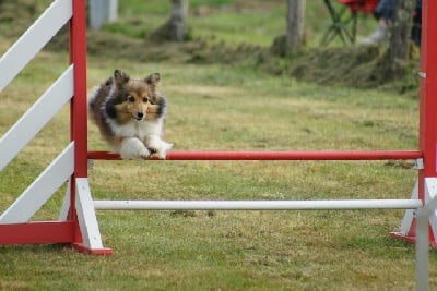 des Diablotins de Nooch - Brevet d'agility