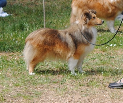 des Diablotins de Nooch - CACIB Luxembourg 1er septembre 2012