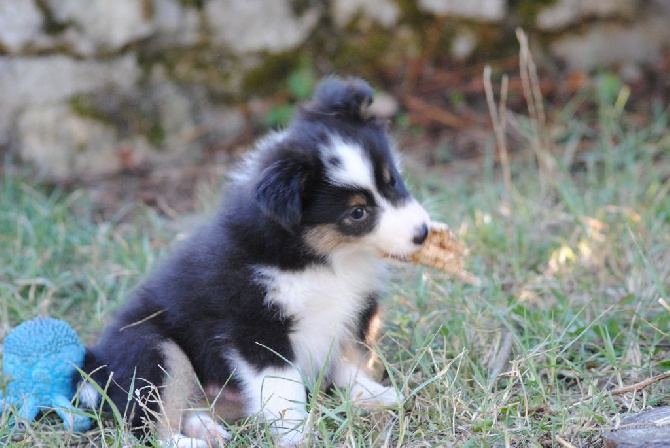 des Diablotins de Nooch - Les chiots ont 7 semaines